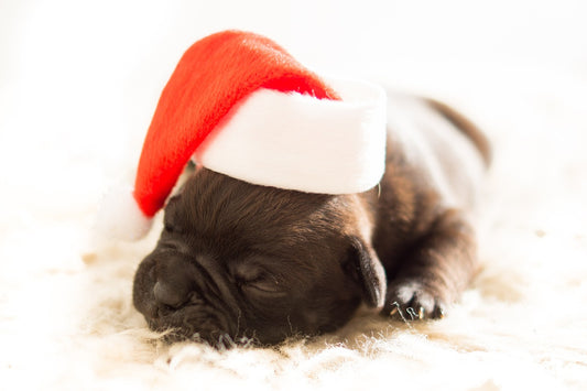 Keeping Your Canine Companion Safe During the Festive Season