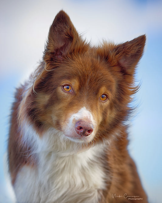 Finding the right dog photographer for you
