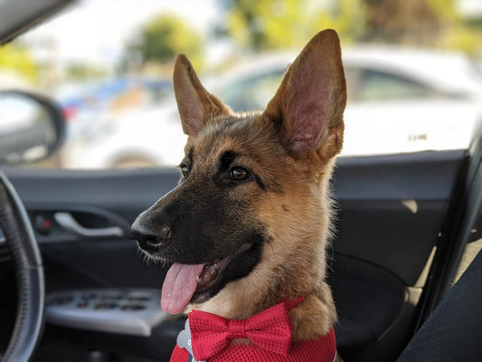 5 tips on getting your pup used to the car