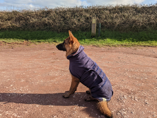 Large dog wearing a Ruff & Tumble Country Dog Drying Coat (French Navy)