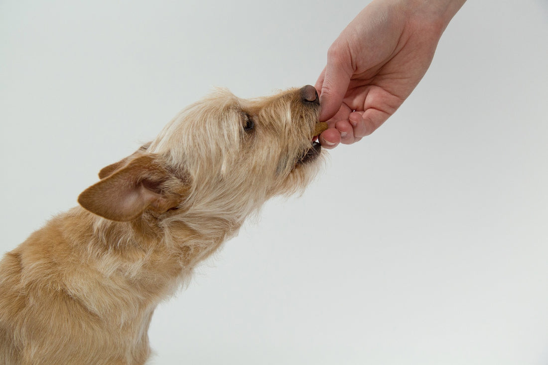 Fruity tips for a healthier dog