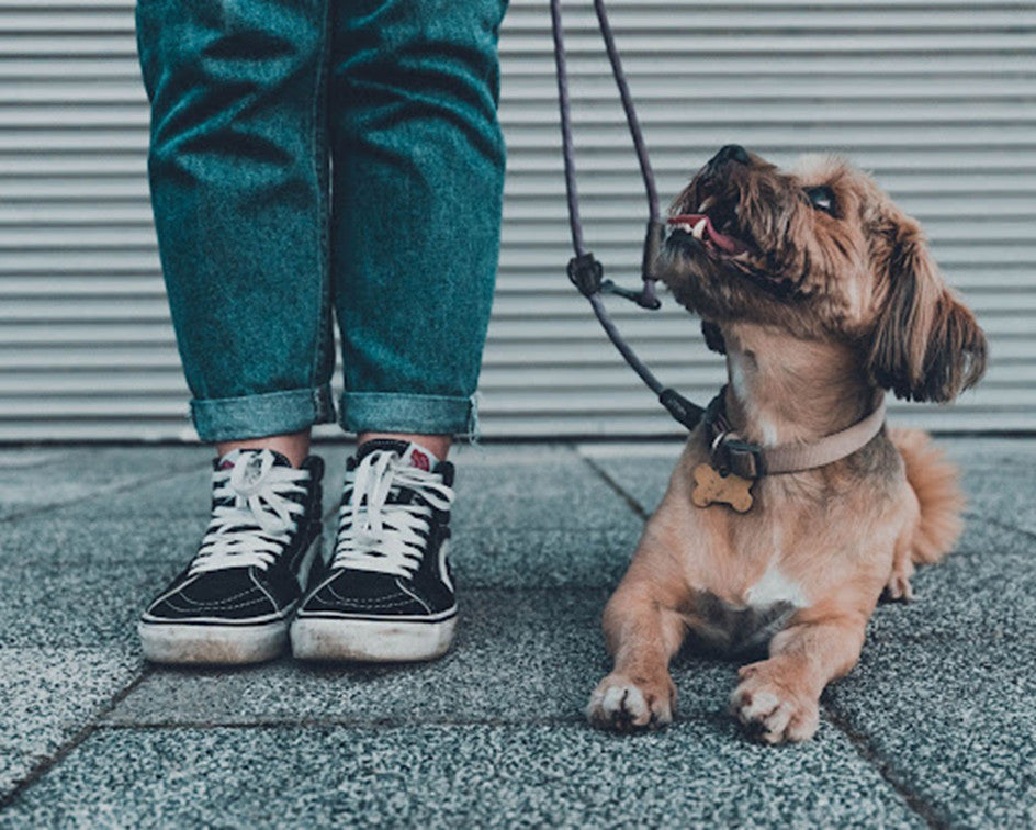 8 Sneaky Things Great Dog Trainers Do Differently