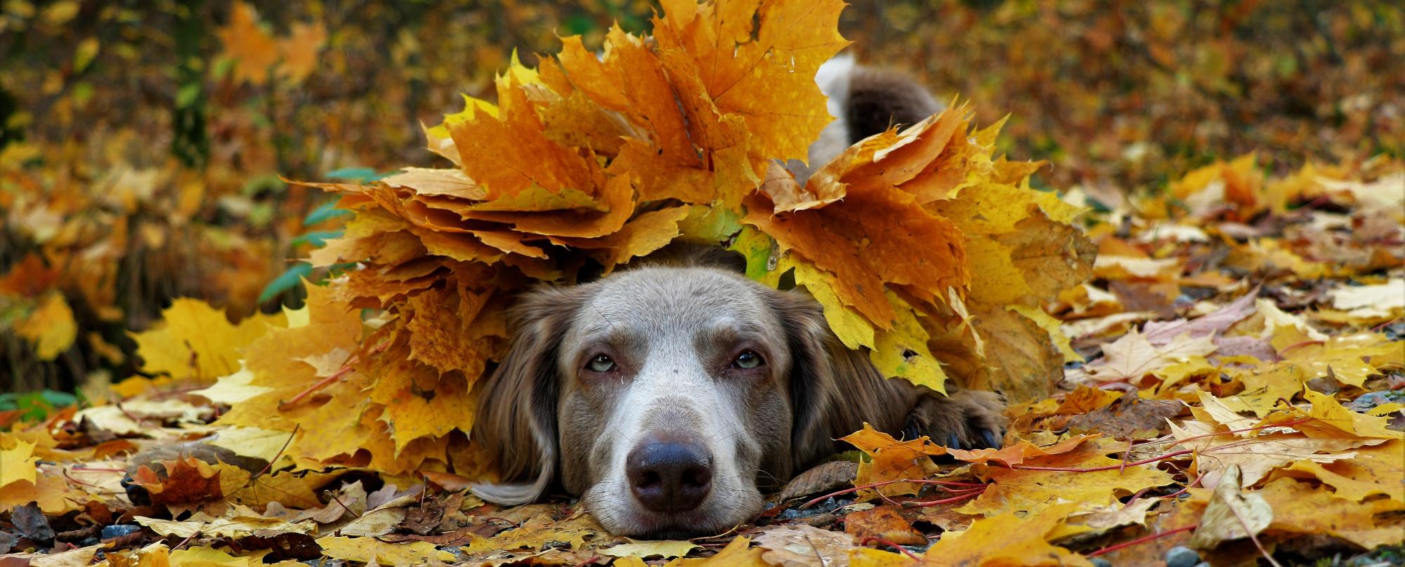 A Weimaraner lying in leaves