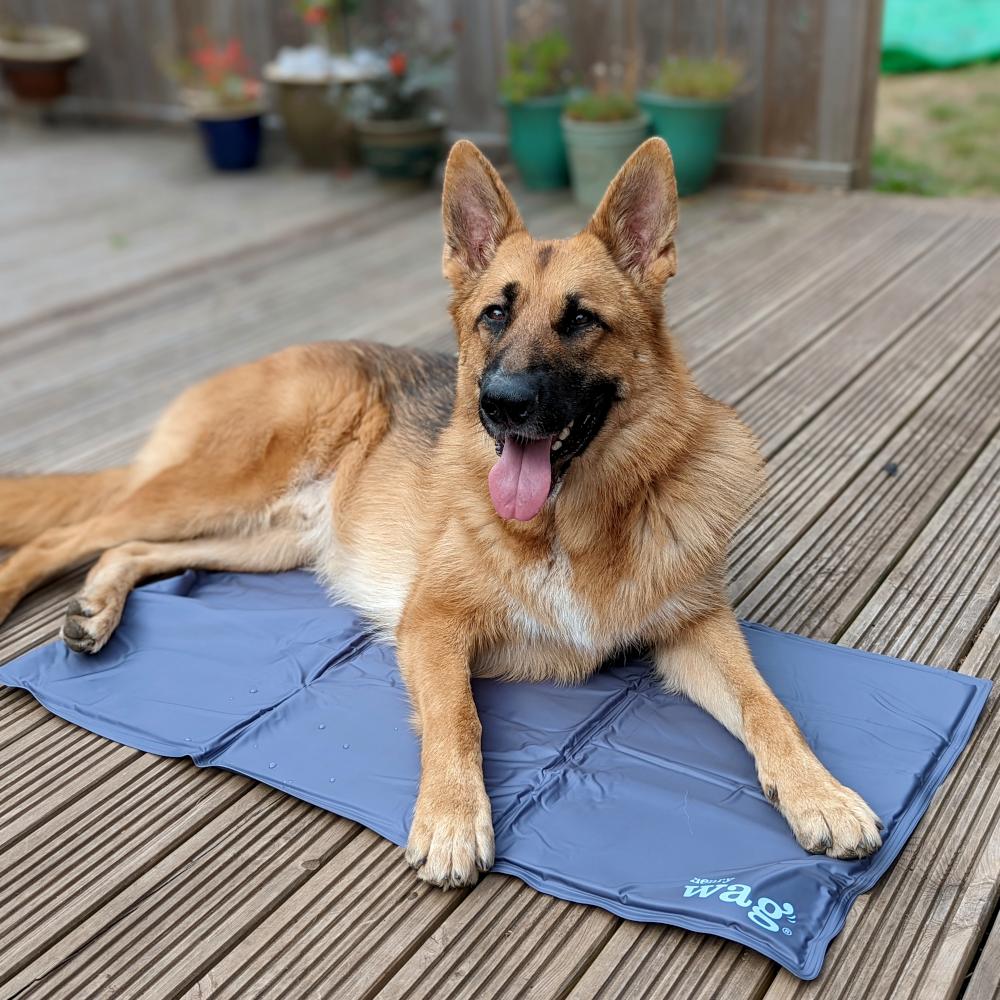 Henry Wag Pet Cooling Mat with Otis