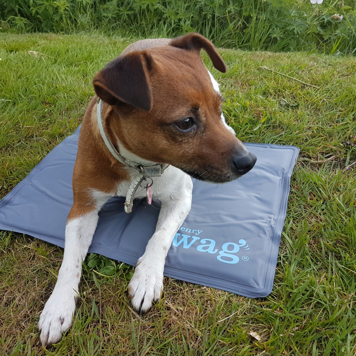 Henry Wag Pet Cooling Mat with small dog